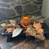 Round Jack O'Lantern Flameless Candle - Small