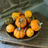 Pumpkins in a Bowl - Wednesday Special