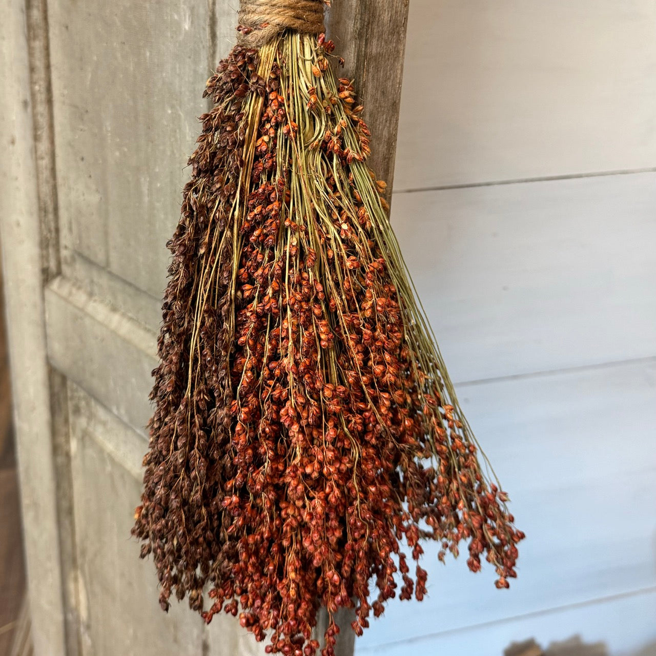 Dried Broom Corn Bunch