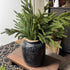 Evergreen Stem Spray