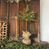 Pine Tree Topiary