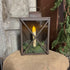 Homestead Lantern Bundle