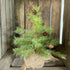 12" Pine Tree