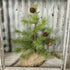 12" Pine Tree