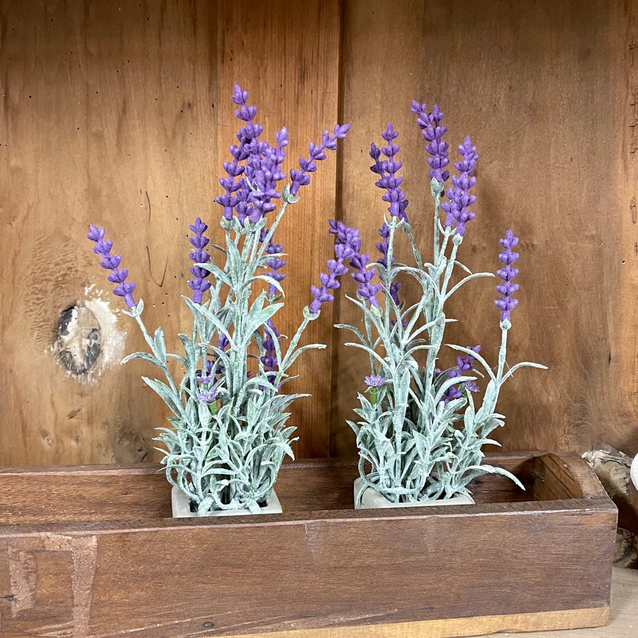 Potted Lavender Set of 2 - CLEARANCE!